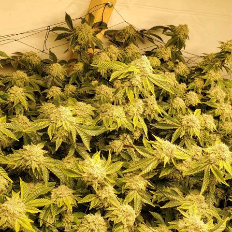 Glookies growlog timeline photo