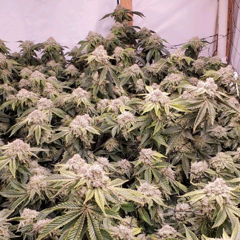 Glookies growlog timeline photo