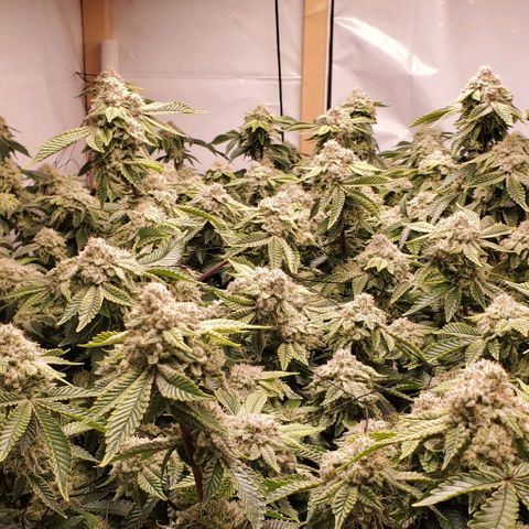 Glookies growlog timeline photo
