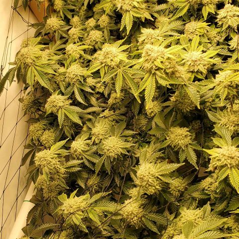 Glookies growlog timeline photo