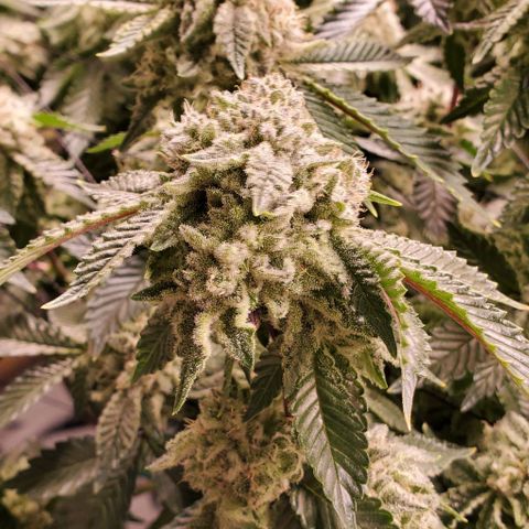 Glookies growlog timeline photo
