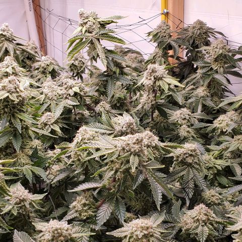 Glookies growlog timeline photo