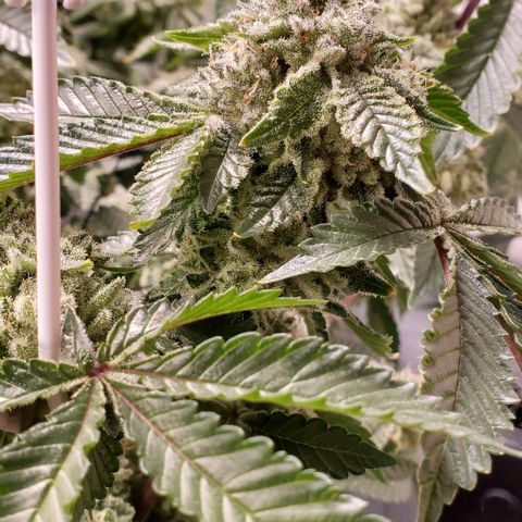 Glookies growlog timeline photo