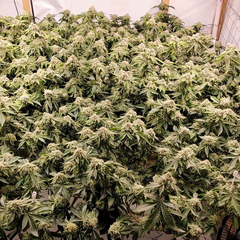 Glookies growlog timeline photo