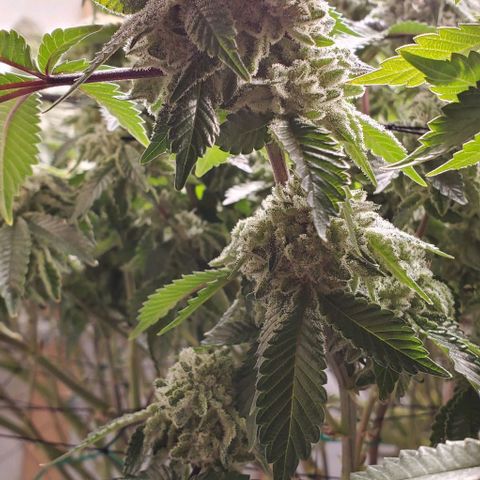 Glookies growlog timeline photo