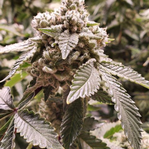 Glookies growlog timeline photo