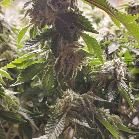 Glookies growlog timeline photo