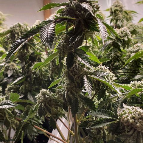 Glookies growlog timeline photo