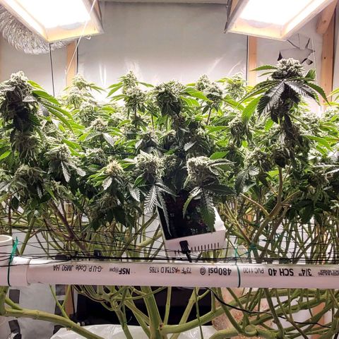 Glookies growlog timeline photo