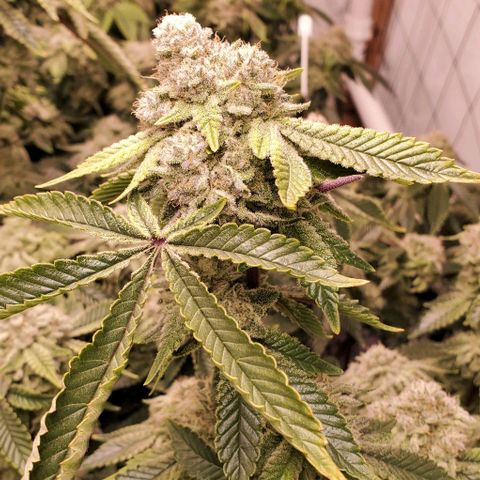 Glookies growlog timeline photo