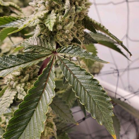 Glookies growlog timeline photo