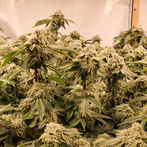 Glookies growlog timeline photo