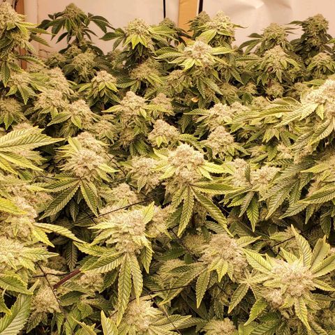 Glookies growlog timeline photo