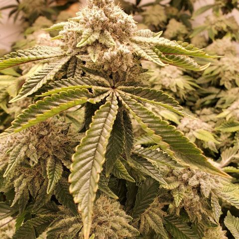 Glookies growlog timeline photo