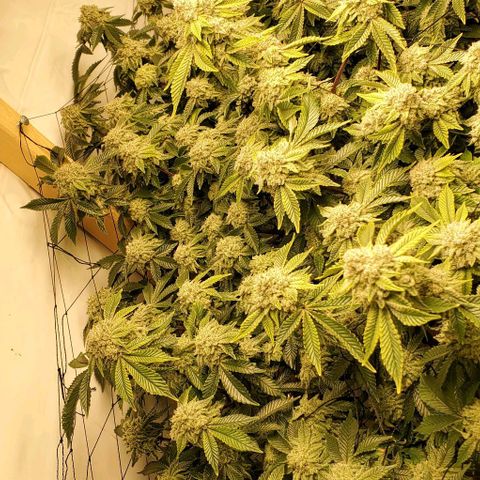 Glookies growlog timeline photo