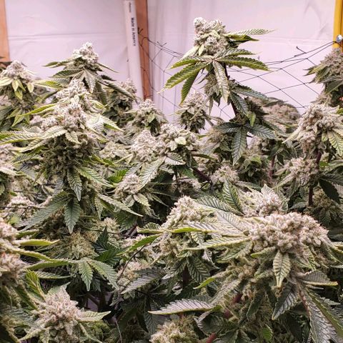 Glookies growlog timeline photo