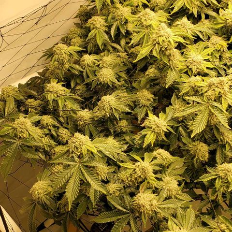 Glookies growlog timeline photo
