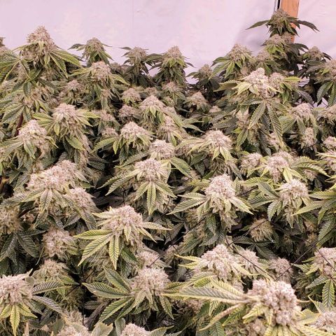 Glookies growlog timeline photo