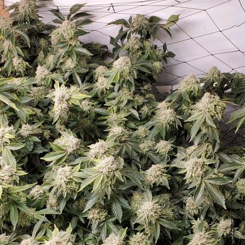 Glookies growlog timeline photo