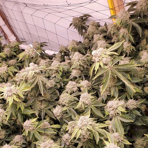 Glookies growlog timeline photo