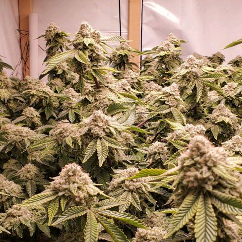 Glookies growlog timeline photo