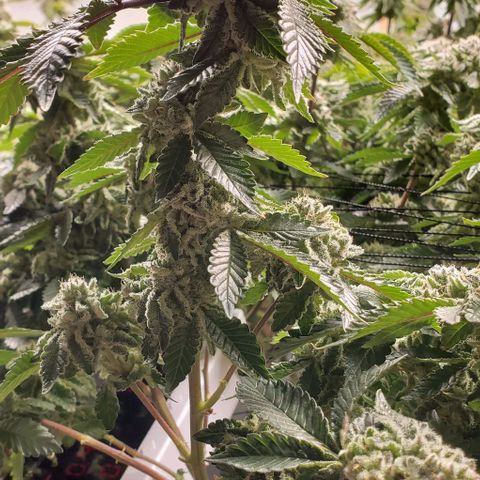 Glookies growlog timeline photo