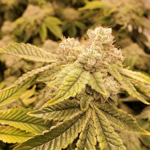 Glookies growlog timeline photo