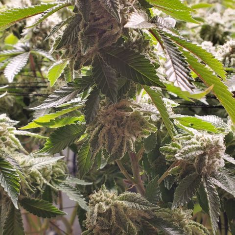 Glookies growlog timeline photo