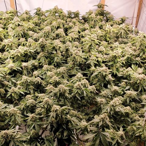 Glookies growlog timeline photo