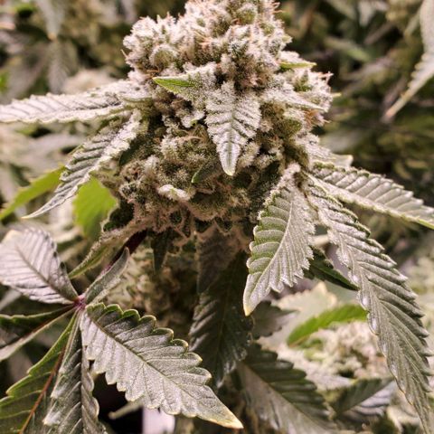 Glookies growlog timeline photo
