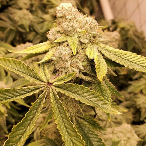 Glookies growlog timeline photo