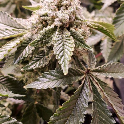 Glookies growlog timeline photo