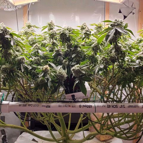 Glookies growlog timeline photo