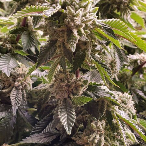 Glookies growlog timeline photo