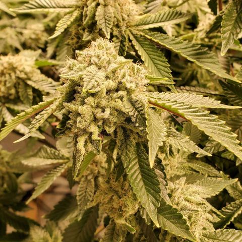 Glookies growlog timeline photo