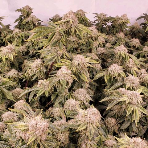 Glookies growlog timeline photo