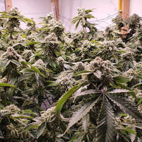 Glookies growlog timeline photo