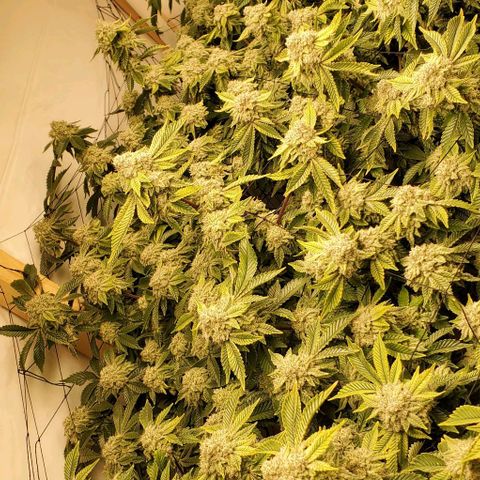 Glookies growlog timeline photo
