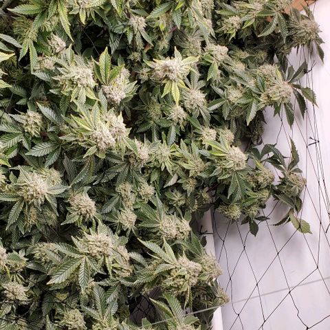 Glookies growlog timeline photo