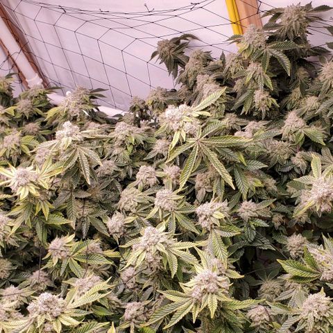 Glookies growlog timeline photo