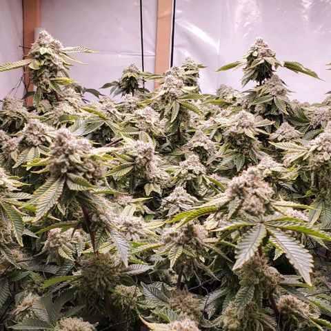 Glookies growlog timeline photo