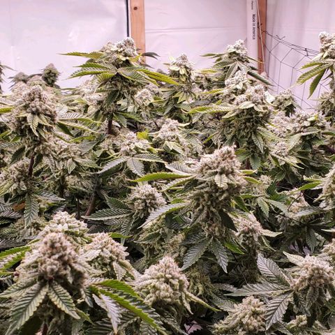 Glookies growlog timeline photo