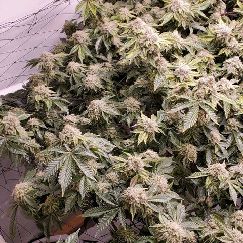 Glookies growlog timeline photo