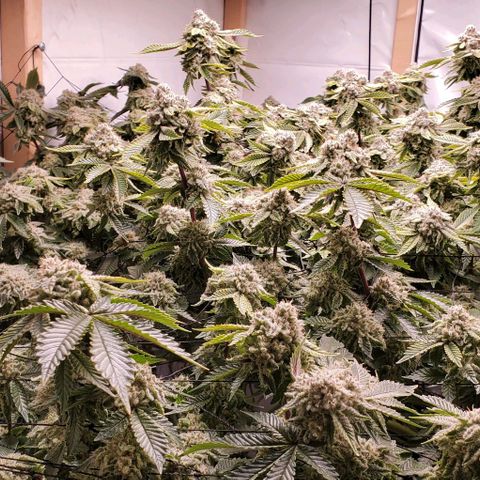 Glookies growlog timeline photo