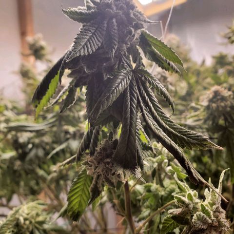 Glookies growlog timeline photo