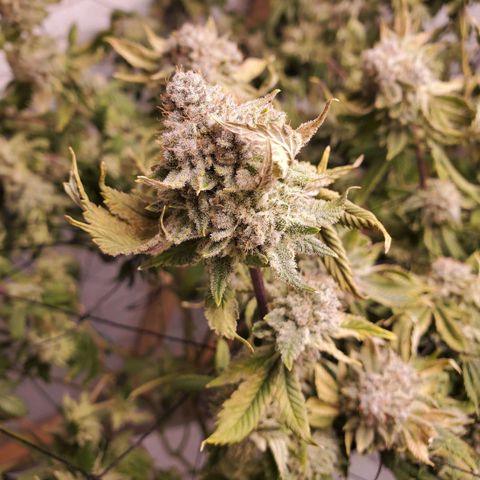 Glookies growlog timeline photo