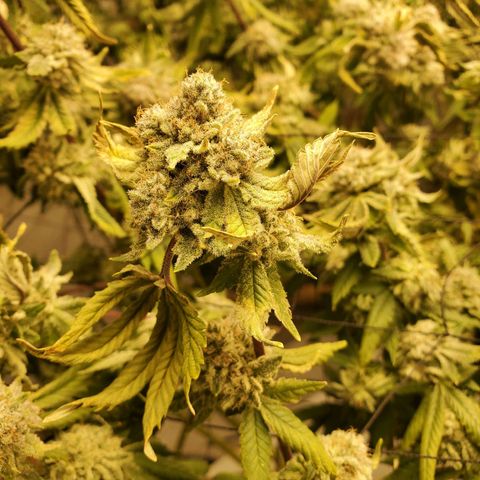 Glookies growlog timeline photo