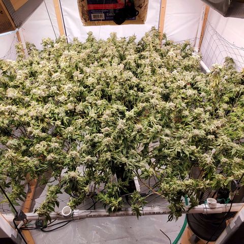 Glookies growlog timeline photo