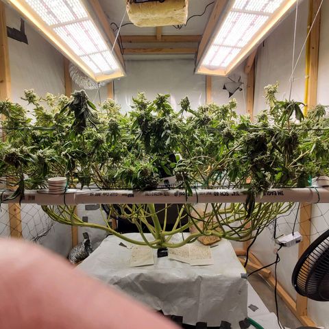 Glookies growlog timeline photo