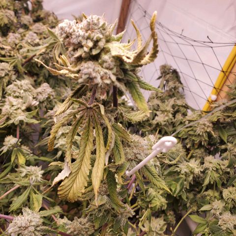 Glookies growlog timeline photo
